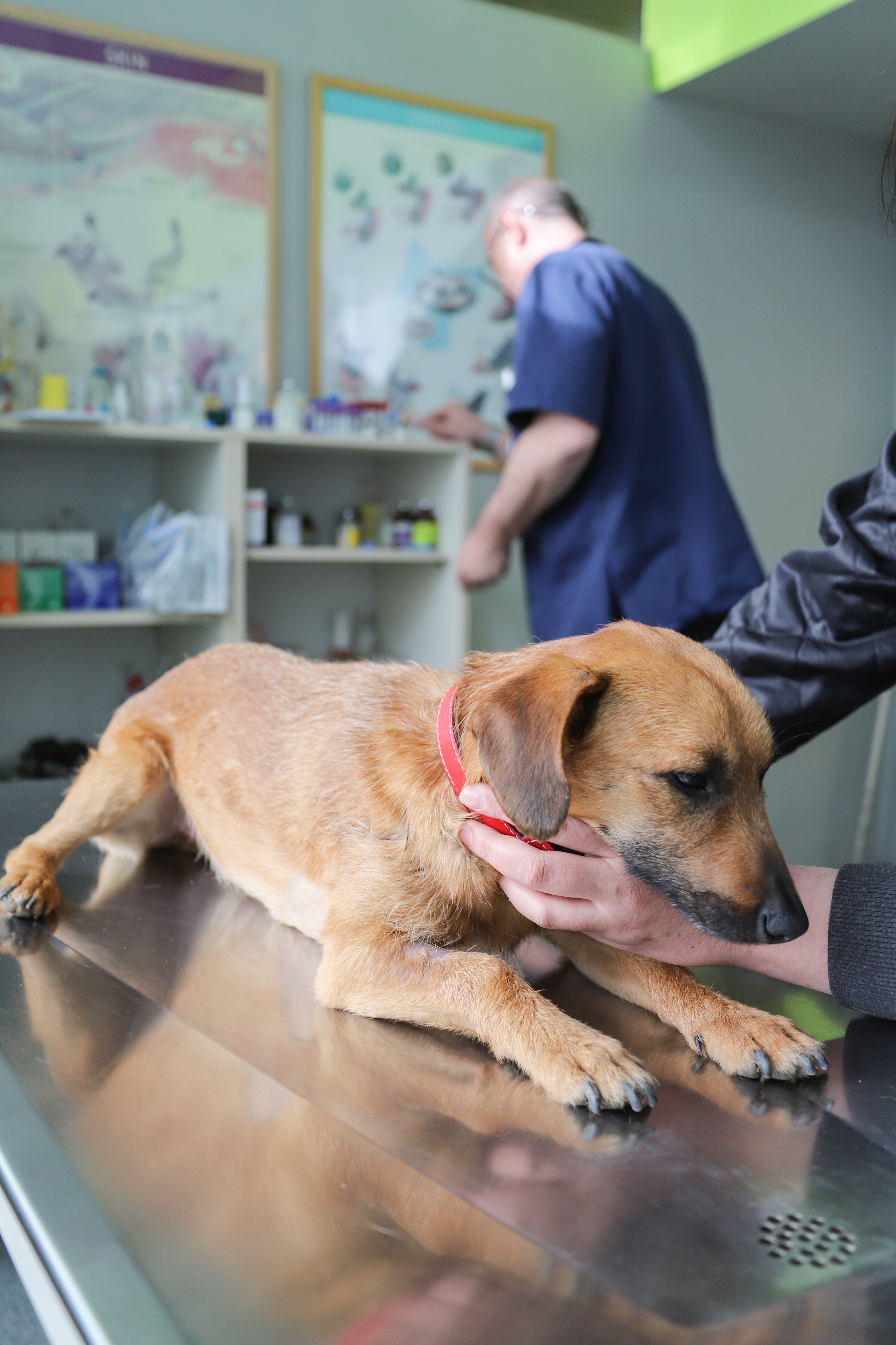 Consulta veterinária